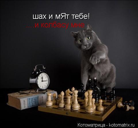 Котоматрица: шах и мЯт тебе! ....и колбасу мне