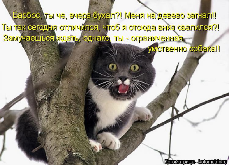Котоматрица: Барбос, ты че, вчера бухал?! Меня на девево загнал!! Ты так сегодня отличился, чтоб я отсюда вниз свалился?! Замучаешься ждать, однако, ты - огра