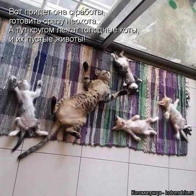 Котоматрица: Вот придет она с работы,  готовить сразу неохота... А тут кругом лежат голодные коты,  и их пустые животы!