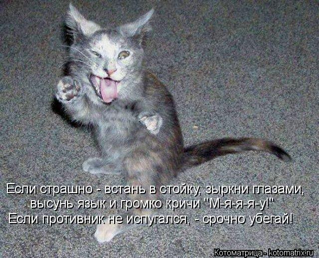 Котоматрица: Если страшно - встань в стойку, зыркни глазами,  высунь язык и громко кричи "М-я-я-я-у!" Если противник не испугался, - срочно убегай!