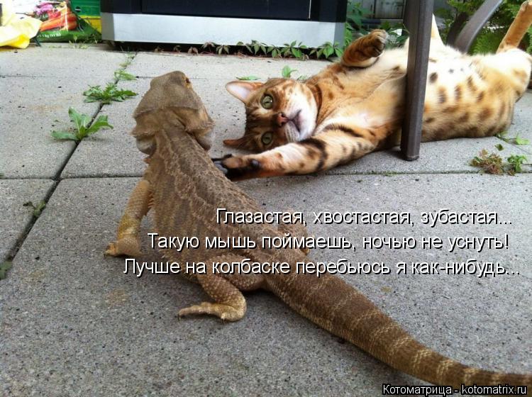 Котоматрица: Глазастая, хвостастая, зубастая... Такую мышь поймаешь, ночью не уснуть! Лучше на колбаске перебьюсь я как-нибудь...