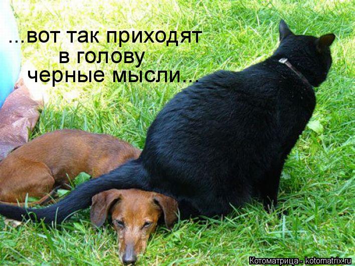 Котоматрица: черные мысли... ...вот так приходят   в голову