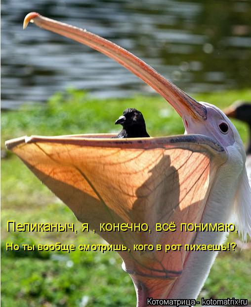 Котоматрица: Пеликаныч, я , конечно, всё понимаю,  Но ты вообще смотришь, кого в рот пихаешь!?