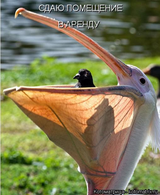 Котоматрица: СДАЮ ПОМЕЩЕНИЕ  В АРЕНДУ