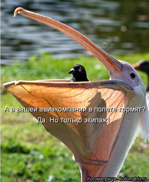Котоматрица: А в вашей авиакомпании в полете кормят? Да. Но только экипаж!