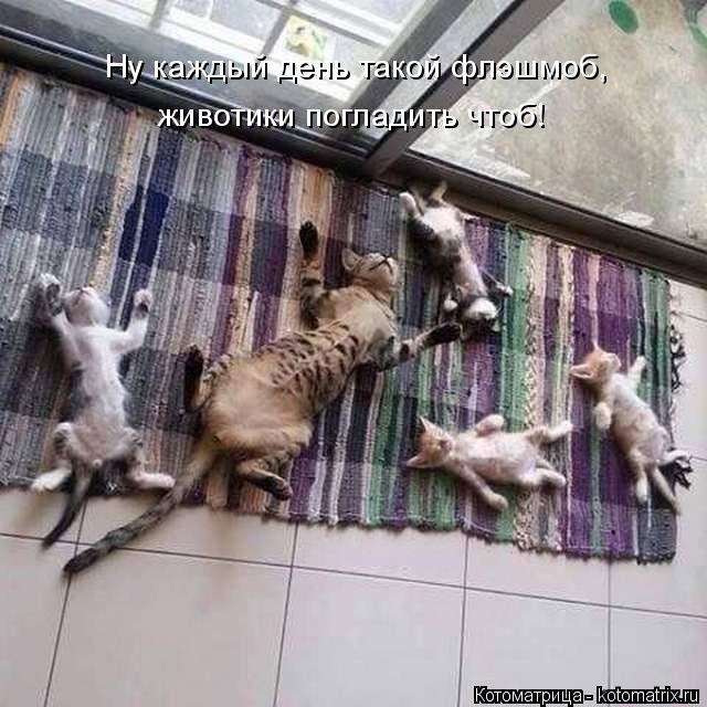 Котоматрица: Ну каждый день такой флэшмоб,  животики погладить чтоб!