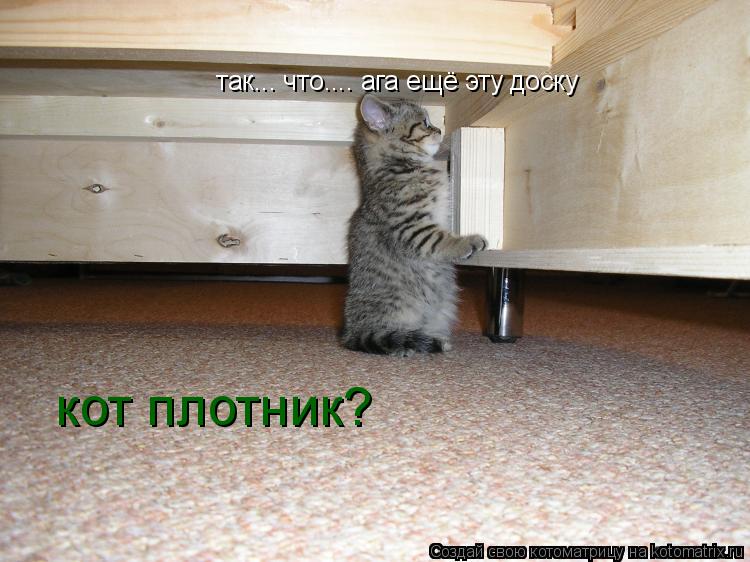 Котоматрица: так... что.... ага ещё эту доску кот плотник?