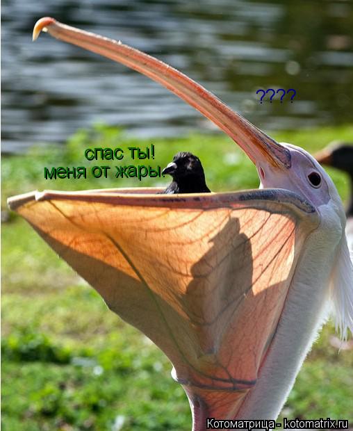 Котоматрица: спас ты! меня от жары. ????