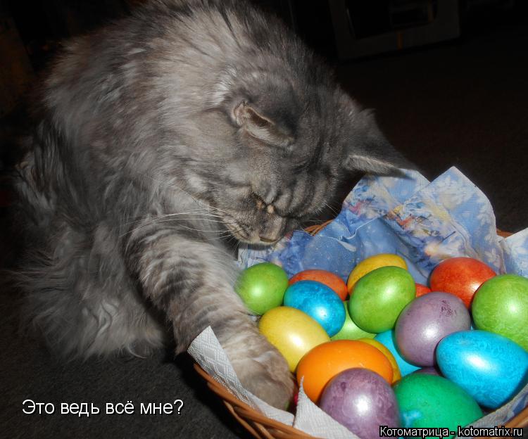 Котоматрица: Это ведь всё мне?