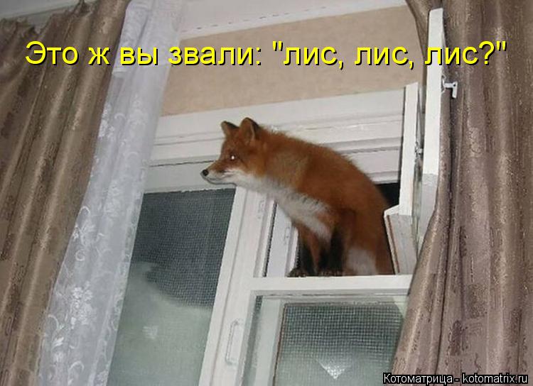 Это ж вы звали: "лис, лис, лис?"... Котоматрица: Это ж вы звали: "лис, лис, лис?"