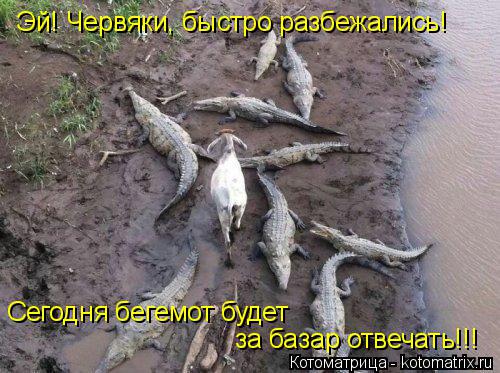 Котоматрица: Эй! Червяки, быстро разбежались! Сегодня бегемот будет  за базар отвечать!!!