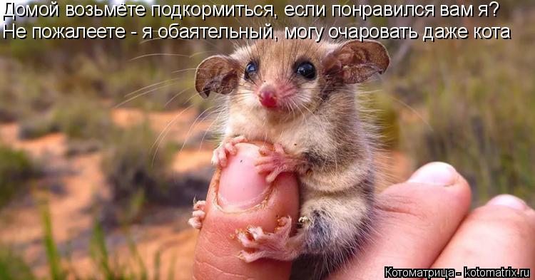 Котоматрица: Домой возьмёте подкормиться, если понравился вам я? Не пожалеете - я обаятельный, могу очаровать даже кота