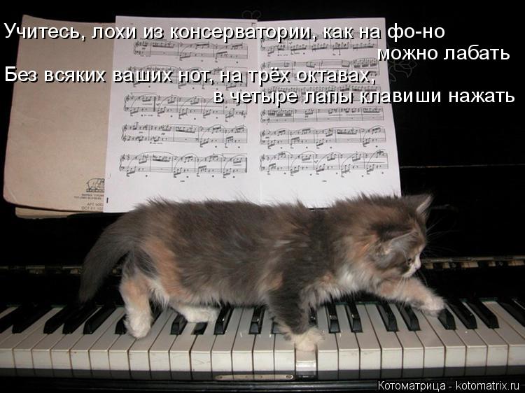 Котоматрица: в четыре лапы клавиши нажать  можно лабать  Без всяких ваших нот, на трёх октавах,  Учитесь, лохи из консерватории, как на фо-но