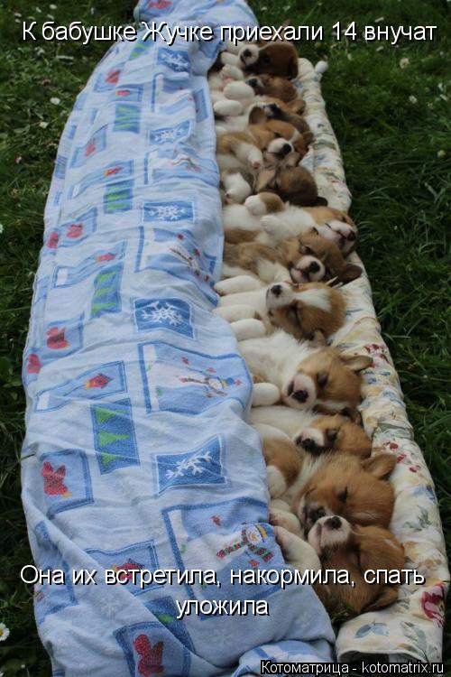 Котоматрица: К бабушке Жучке приехали 14 внучат Она их встретила, накормила, спать уложила
