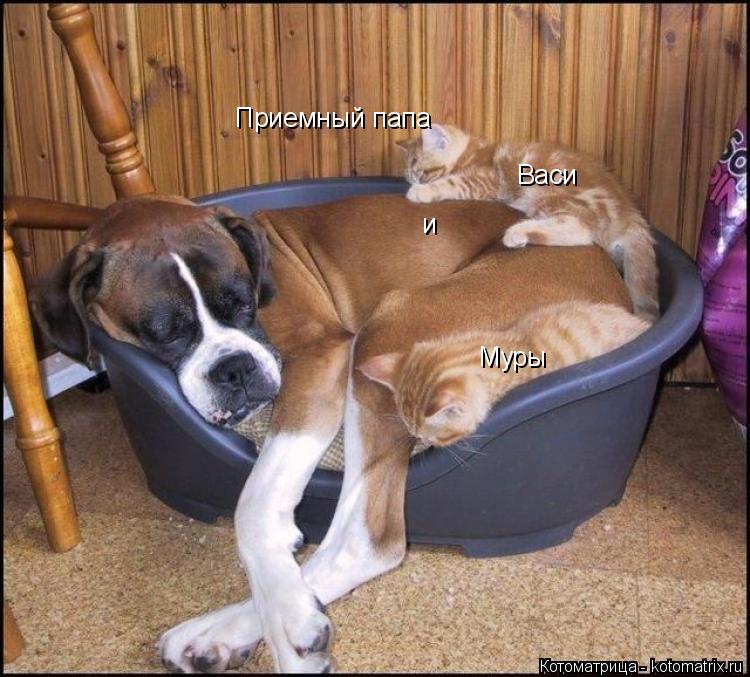 Котоматрица: Приемный папа Васи и Муры