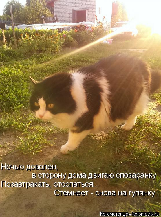 Котоматрица: Ночью доволен, в сторону дома двигаю спозаранку    Позавтракать, отоспаться... Стемнеет - снова на гулянку