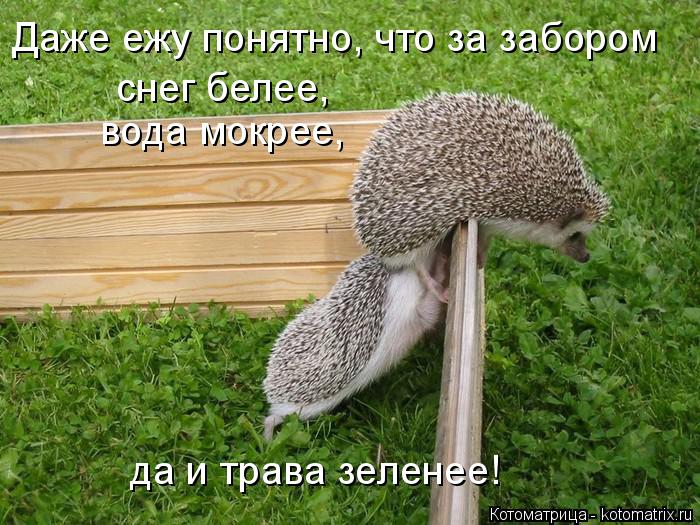 Котоматрица: Даже ежу понятно, что за забором снег белее, вода мокрее, да и трава зеленее!