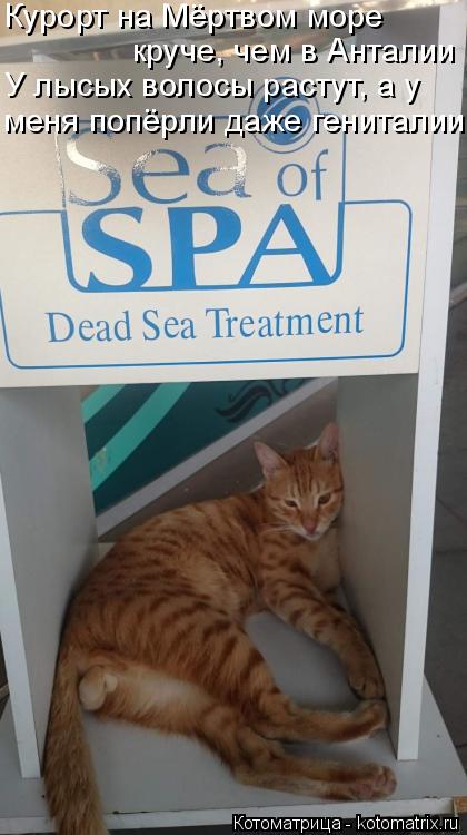 Котоматрица: Курорт на Мёртвом море круче, чем в Анталии  У лысых волосы растут, а у  меня попёрли даже гениталии