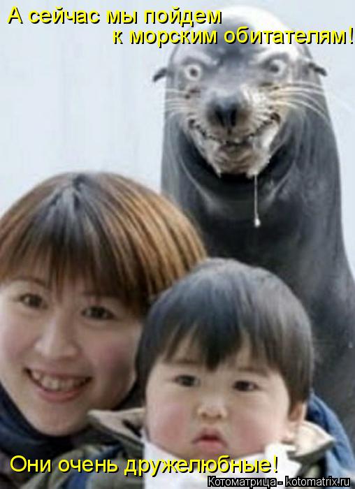 Котоматрица: А сейчас мы пойдем  к морским обитателям! Они очень дружелюбные!