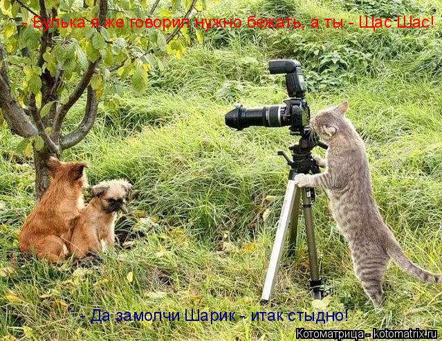 - Булька я же говорил нужно бежать, а ты - Щас Шас! - Да замолчи Шарик - итак стыдно!... Котоматрица: - Булька я же говорил нужно бежать, а ты - Щас Шас! - Да замолчи Шарик - итак стыдно!