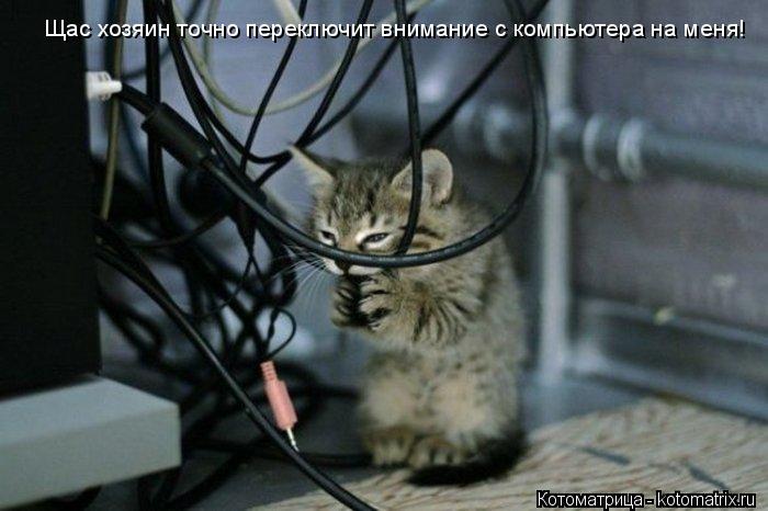 Щас хозяин точно переключит внимание с компьютера на меня!... Котоматрица: Щас хозяин точно переключит внимание с компьютера на меня!