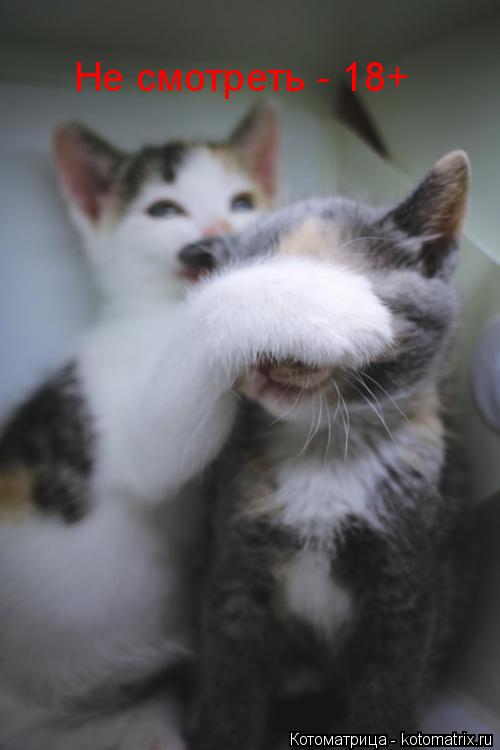 Котоматрица: Не смотреть - 18+