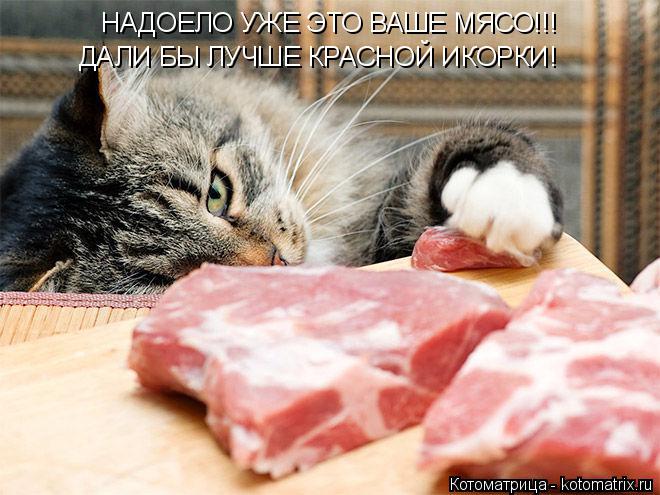 Котоматрица: НАДОЕЛО УЖЕ ЭТО ВАШЕ МЯСО!!! ДАЛИ БЫ ЛУЧШЕ КРАСНОЙ ИКОРКИ!