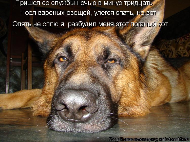 Пришел со службы ночью в минус тридцать Поел вареных овощей, улегся спать, но вот Опять не сплю я, р... Котоматрица: Пришел со службы ночью в минус тридцать Поел вареных овощей, улегся спать, но вот Опять не сплю я, разбудил меня этот поганый кот