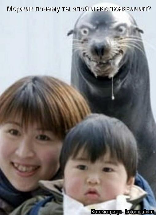 Котоматрица: Моржик почему ты злой и наслюнявичил?