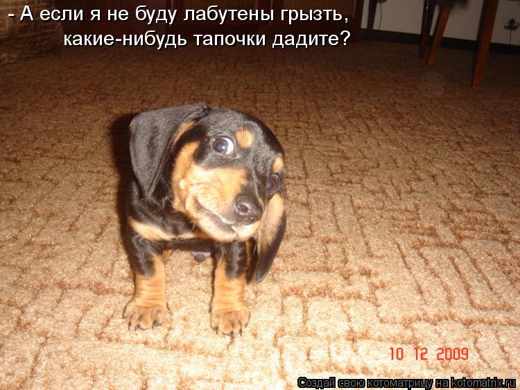 Котоматрица: - А если я не буду лабутены грызть, какие-нибудь тапочки дадите?