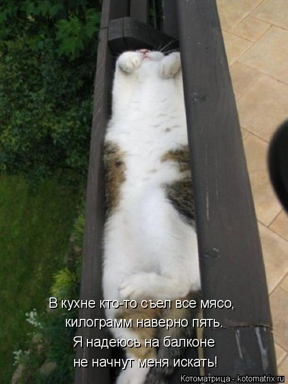 Котоматрица: килограмм наверно пять. Я надеюсь на балконе не начнут меня искать! В кухне кто-то съел все мясо,