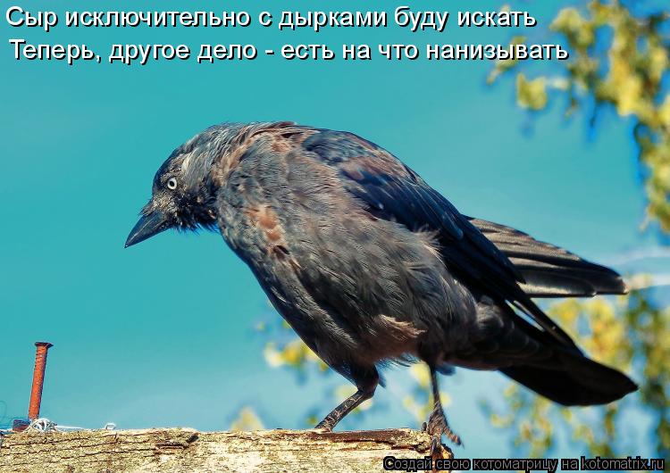 Котоматрица: Сыр исключительно с дырками буду искать Теперь, другое дело - есть на что нанизывать
