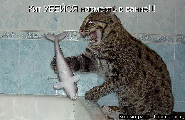 Котоматрица: Кит УБЕЙСЯ насмерть в ванне!!!