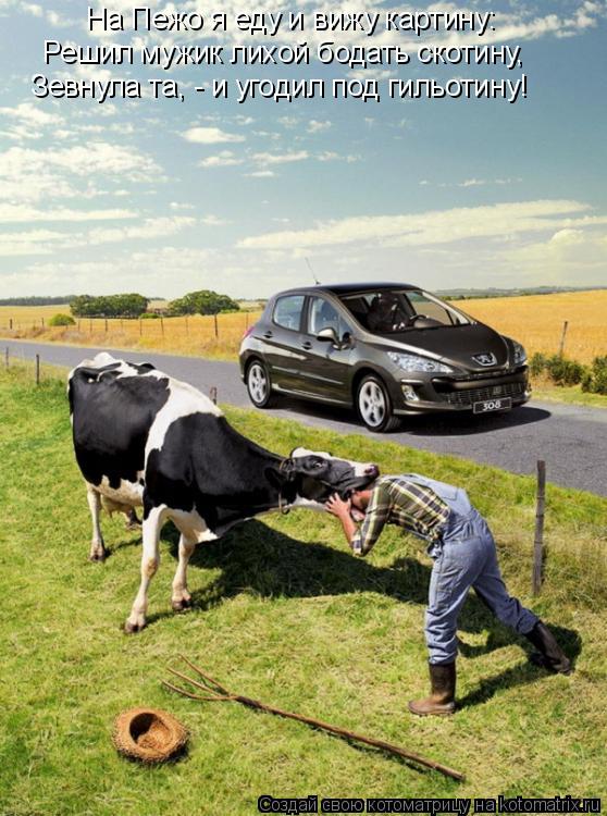 Котоматрица: На Пежо я еду и вижу картину: Решил мужик лихой бодать скотину, Зевнула та, - и угодил под гильотину!