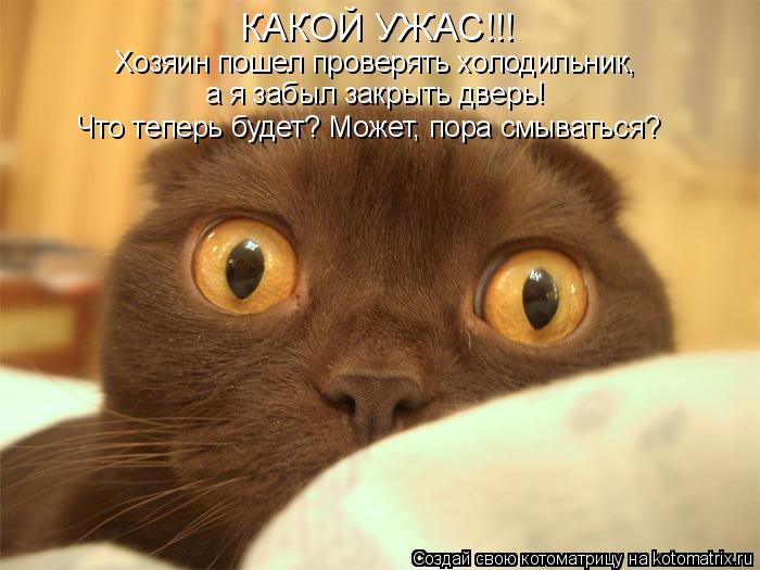Котоматрица: КАКОЙ УЖАС!!! Хозяин пошел проверять холодильник,  а я забыл закрыть дверь! Что теперь будет? Может, пора смываться?