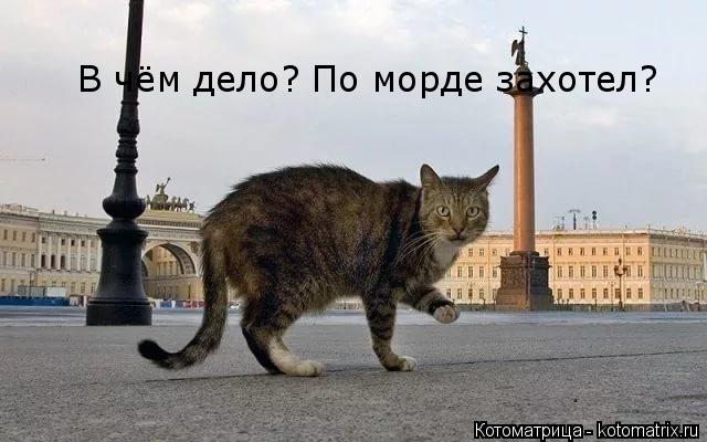 Котоматрица: В чём дело? По морде захотел? В чём дело? По морде захотел?