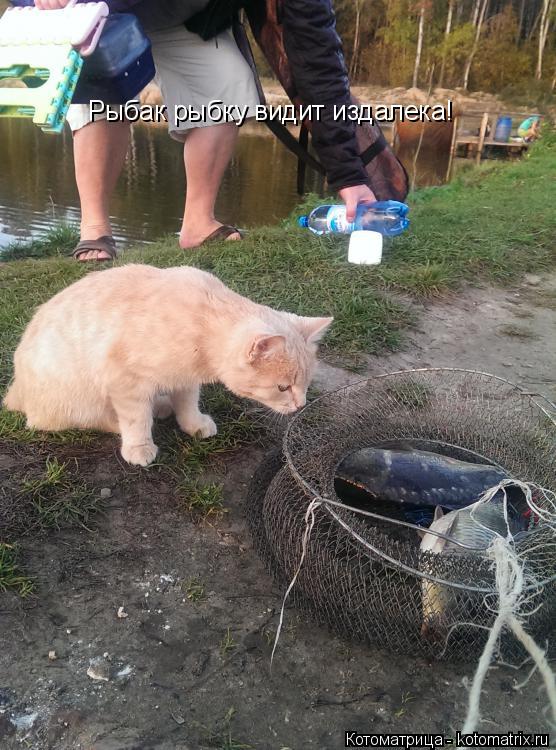 Рыбак рыбку видит издалека!... Котоматрица: Рыбак рыбку видит издалека!