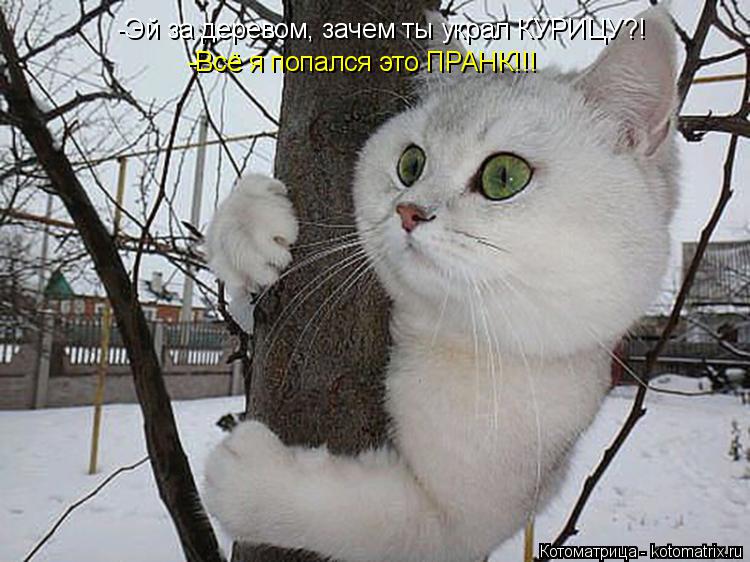 Котоматрица: -Эй за деревом, зачем ты украл КУРИЦУ?! -Всё я попался это ПРАНК!!!