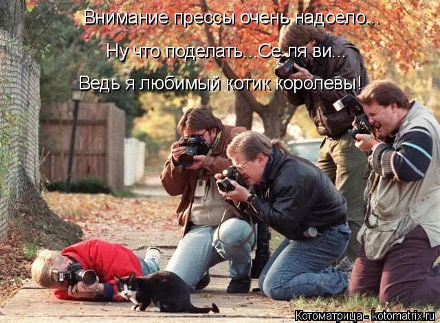 Внимание прессы очень надоело... Ведь я любимый котик королевы! Ну что поделать...Се ля ви...... Котоматрица: Внимание прессы очень надоело... Ведь я любимый котик королевы! Ну что поделать...Се ля ви...