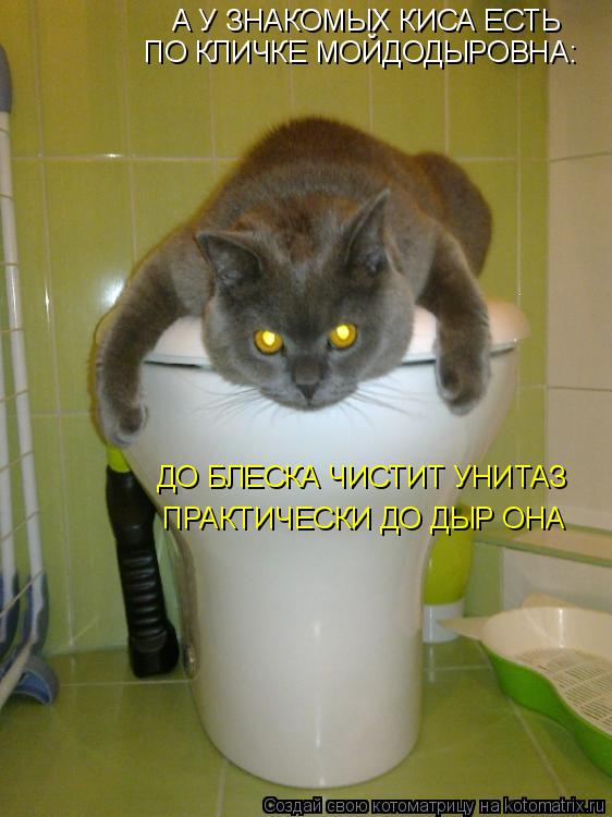 А У ЗНАКОМЫХ КИСА ЕСТЬ ПО КЛИЧКЕ МОЙДОДЫРОВНА: ДО БЛЕСКА ЧИСТИТ УНИТАЗ ПРАКТИЧЕСКИ ДО ДЫР ОНА... Котоматрица: А У ЗНАКОМЫХ КИСА ЕСТЬ ПО КЛИЧКЕ МОЙДОДЫРОВНА: ДО БЛЕСКА ЧИСТИТ УНИТАЗ ПРАКТИЧЕСКИ ДО ДЫР ОНА