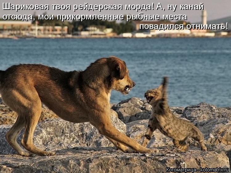 Котоматрица: Шариковая твоя рейдерская морда! А, ну канай отсюда, мои прикормленные рыбные места повадился отнимать!