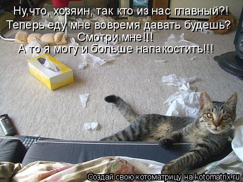 Котоматрица: Ну,что, хозяин, так кто из нас главный?!  Теперь еду мне вовремя давать будешь? Смотри мне!!! А то я могу и больше напакостить!!!