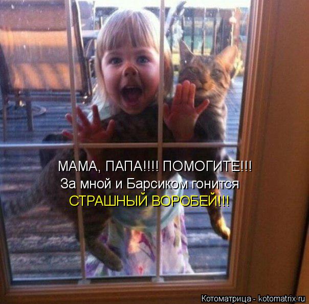 МАМА, ПАПА!!!! ПОМОГИТЕ!!! За мной и Барсиком гонится СТРАШНЫЙ ВОРОБЕЙ!!!... Котоматрица: МАМА, ПАПА!!!! ПОМОГИТЕ!!! За мной и Барсиком гонится СТРАШНЫЙ ВОРОБЕЙ!!!