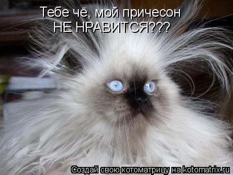 Котоматрица: Тебе чё, мой причесон  НЕ НРАВИТСЯ???