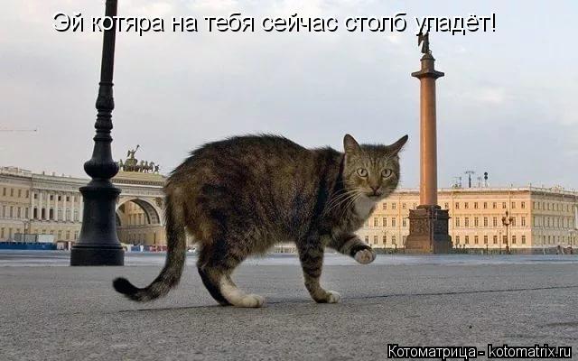 Котоматрица: Эй котяра на тебя сейчас столб упадёт!