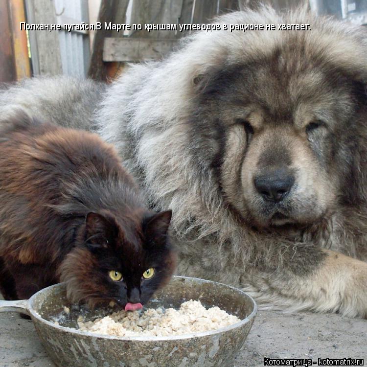 Котоматрица: Полкан,не пугайся.В Марте по крышам углеводов в рационе не хватает.