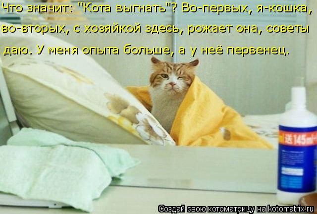 Что значит: "Кота выгнать"? Во-первых, я-кошка, даю. У меня опыта больше, а у неё первенец. во-вторых... Котоматрица: Что значит: "Кота выгнать"? Во-первых, я-кошка, даю. У меня опыта больше, а у неё первенец. во-вторых, с хозяйкой здесь, рожает она, советы
