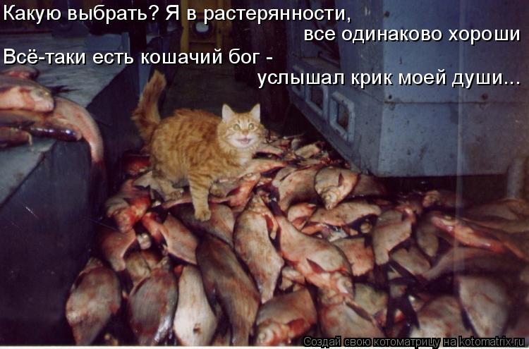 Котоматрица: Какую выбрать? Я в растерянности, все одинаково хороши  Всё-таки есть кошачий бог - услышал крик моей души...