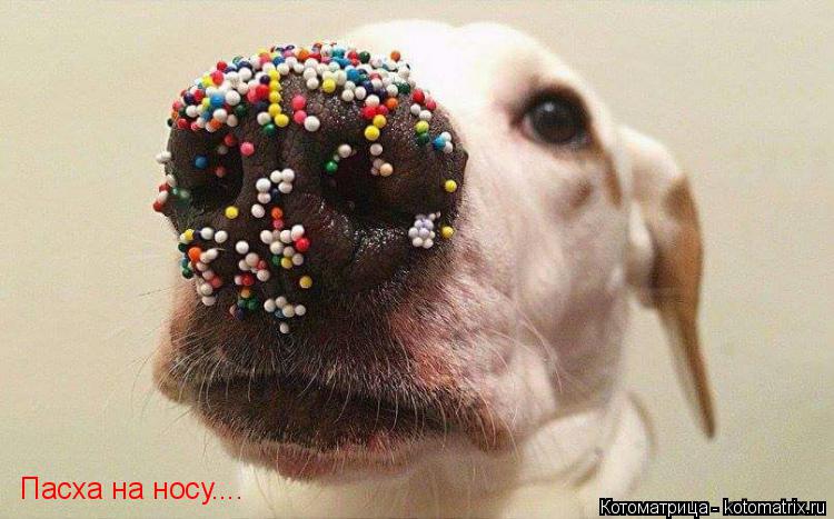 Котоматрица: Пасха на носу....