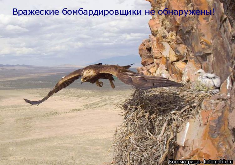 Котоматрица: Вражеские бомбардировщики не обнаружены!